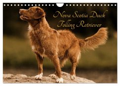 Nova Scotia Duck Tolling Retriever (Wandkalender 2025 DIN A4 quer), CALVENDO Monatskalender - Calvendo;Müller Hundefotowerk, Beatrice