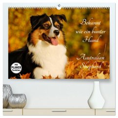 Bekannt wie ein bunter Hund. Australian Shepherd (hochwertiger Premium Wandkalender 2025 DIN A2 quer), Kunstdruck in Hochglanz