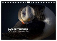 Papageitaucher: Puffin - Lundi - Fratercula arctica (Wandkalender 2025 DIN A4 quer), CALVENDO Monatskalender