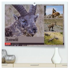 Steinwild am Pilatus (hochwertiger Premium Wandkalender 2025 DIN A2 quer), Kunstdruck in Hochglanz