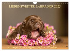 Liebenswerter Labrador 2025 (Wandkalender 2025 DIN A4 quer), CALVENDO Monatskalender