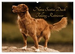 Nova Scotia Duck Tolling Retriever (Wandkalender 2025 DIN A2 quer), CALVENDO Monatskalender - Calvendo;Müller Hundefotowerk, Beatrice