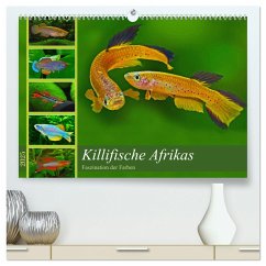 Killifische Afrikas (hochwertiger Premium Wandkalender 2025 DIN A2 quer), Kunstdruck in Hochglanz - Calvendo;Pohlmann, Rudolf