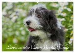 Liebenswerter Clown Bearded Collie (Wandkalender 2025 DIN A2 quer), CALVENDO Monatskalender - Calvendo;Starick, Sigrid