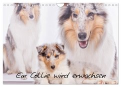 Ein Collie wird erwachsen (Wandkalender 2025 DIN A4 quer), CALVENDO Monatskalender