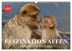 Faszination Affen. Kobolde zum Verlieben (Wandkalender 2025 DIN A3 quer), CALVENDO Monatskalender - Calvendo;Stanzer, Elisabeth