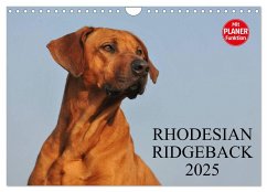 Rhodesian Ridgeback 2025 (Wandkalender 2025 DIN A4 quer), CALVENDO Monatskalender - Calvendo;Starick, Sigrid