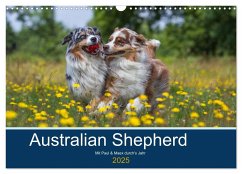 Australian Shepherd 2025 (Wandkalender 2025 DIN A3 quer), CALVENDO Monatskalender - Calvendo;Mirsberger, Annett