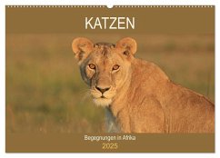 Katzen - Begegnungen in Afrika (Wandkalender 2025 DIN A2 quer), CALVENDO Monatskalender - Calvendo;Herzog, Michael