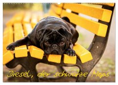 Diesel, der schwarze Mops (Wandkalender 2025 DIN A2 quer), CALVENDO Monatskalender - Calvendo;FotosVonMaja