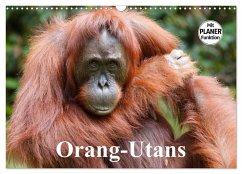 Orang-Utans (Wandkalender 2025 DIN A3 quer), CALVENDO Monatskalender