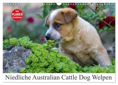 Niedliche Australian Cattle Dog Welpen (Wandkalender 2025 DIN A3 quer), CALVENDO Monatskalender - Calvendo;Verena Scholze, Fotodesign