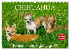 Chihuahua - Kleine Hunde ganz groß (Wandkalender 2025 DIN A3 quer), CALVENDO Monatskalender