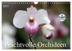 Prachtvolle Orchideen (Wandkalender 2025 DIN A4 quer), CALVENDO Monatskalender