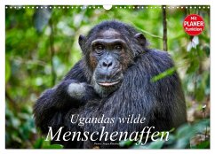 Ugandas wilde Menschenaffen (Wandkalender 2025 DIN A3 quer), CALVENDO Monatskalender