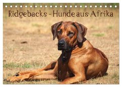 Ridgebacks - Hunde aus Afrika (Tischkalender 2025 DIN A5 quer), CALVENDO Monatskalender