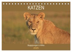 Katzen - Begegnungen in Afrika (Tischkalender 2025 DIN A5 quer), CALVENDO Monatskalender - Calvendo;Herzog, Michael