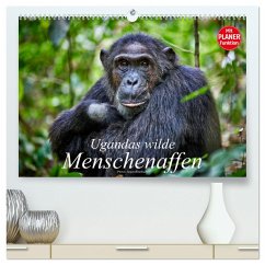 Ugandas wilde Menschenaffen (hochwertiger Premium Wandkalender 2025 DIN A2 quer), Kunstdruck in Hochglanz