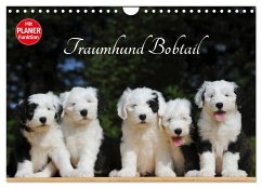 Traumhund Bobtail (Wandkalender 2025 DIN A4 quer), CALVENDO Monatskalender