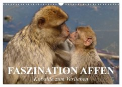 Faszination Affen. Kobolde zum Verlieben (Wandkalender 2025 DIN A3 quer), CALVENDO Monatskalender