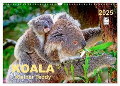 Koala - kleiner Teddy (Wandkalender 2025 DIN A3 quer), CALVENDO Monatskalender