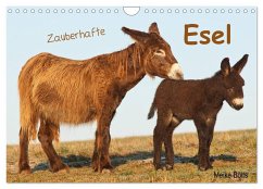 Zauberhafte Esel (Wandkalender 2025 DIN A4 quer), CALVENDO Monatskalender - Calvendo;Bölts, Meike