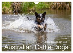 Spaziergang am See Australian Cattle Dogs (Wandkalender 2025 DIN A4 quer), CALVENDO Monatskalender - Calvendo;Verena Scholze, Fotodesign