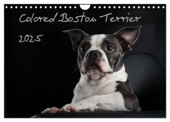 Colored Boston Terrier 2025 (Wandkalender 2025 DIN A4 quer), CALVENDO Monatskalender - Calvendo;Kassat Fotografie, Nicola