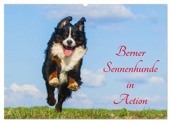 Berner Sennenhunde in Action (Wandkalender 2025 DIN A2 quer), CALVENDO Monatskalender