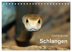 Gefährliche Schlangen (Tischkalender 2025 DIN A5 quer), CALVENDO Monatskalender - Calvendo;Herzog, Michael