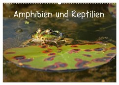 Amphibien und Reptilien (Wandkalender 2025 DIN A2 quer), CALVENDO Monatskalender - Calvendo;Schmutzler-Schaub, Christine