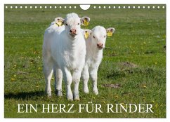 Ein Herz für Rinder (Wandkalender 2025 DIN A4 quer), CALVENDO Monatskalender - Calvendo;Starick, Sigrid