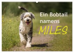 Ein Bobtail namens Miles (Wandkalender 2025 DIN A2 quer), CALVENDO Monatskalender - Calvendo;calmbacher, Christiane