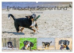 Entlebucher Sennenhund - treue Freunde (Wandkalender 2025 DIN A2 quer), CALVENDO Monatskalender - Calvendo;Schnellewelten