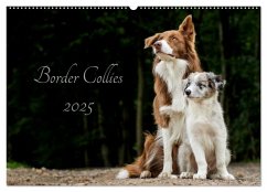 Border Collies 2025 (Wandkalender 2025 DIN A2 quer), CALVENDO Monatskalender