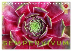 Sempervivum - Hauswurz (Tischkalender 2025 DIN A5 quer), CALVENDO Monatskalender - Calvendo;Cross, Martina