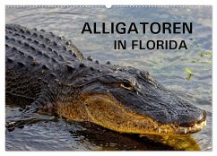 ALLIGATOREN in Florida (Wandkalender 2025 DIN A2 quer), CALVENDO Monatskalender - Calvendo;Wilczek, Dieter