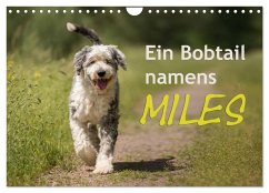 Ein Bobtail namens Miles (Wandkalender 2025 DIN A4 quer), CALVENDO Monatskalender