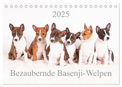 Bezaubernde Basenji-Welpen (Tischkalender 2025 DIN A5 quer), CALVENDO Monatskalender