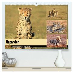 Geparden - Begegnungen in Afrika (hochwertiger Premium Wandkalender 2025 DIN A2 quer), Kunstdruck in Hochglanz