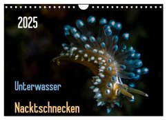 Unterwasser - Nacktschnecken 2025 (Wandkalender 2025 DIN A4 quer), CALVENDO Monatskalender - Calvendo;Weber-Gebert, Claudia