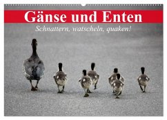 Gänse und Enten. Schnattern, watscheln, quaken! (Wandkalender 2025 DIN A2 quer), CALVENDO Monatskalender - Calvendo;Stanzer, Elisabeth