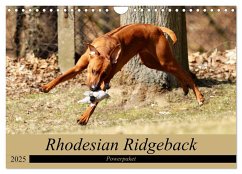 Rhodesian Ridgeback Powerpaket (Wandkalender 2025 DIN A4 quer), CALVENDO Monatskalender