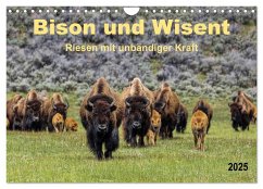 Bison und Wisent - Riesen mit unbändiger Kraft (Wandkalender 2025 DIN A4 quer), CALVENDO Monatskalender