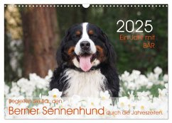 Ein Jahr mit BÄR. Begleiten Sie Bär, den Berner Sennenhund, durch die Jahreszeiten. (Wandkalender 2025 DIN A3 quer), CALVENDO Monatskalender