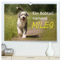 Ein Bobtail namens Miles (hochwertiger Premium Wandkalender 2025 DIN A2 quer), Kunstdruck in Hochglanz - Calvendo;calmbacher, Christiane