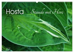 Hosta Staude mit Herz (Wandkalender 2025 DIN A2 quer), CALVENDO Monatskalender