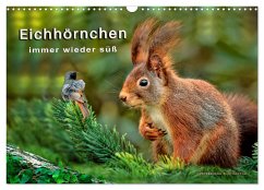 Eichhörnchen - immer wieder süß (Wandkalender 2025 DIN A3 quer), CALVENDO Monatskalender