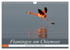 Flamingos am Chiemsee (Wandkalender 2025 DIN A4 quer), CALVENDO Monatskalender - Calvendo;R. Bogner, J.