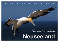 Neuseeland - Tierwelt hautnah (Tischkalender 2025 DIN A5 quer), CALVENDO Monatskalender - Calvendo;Böhme, Ferry
